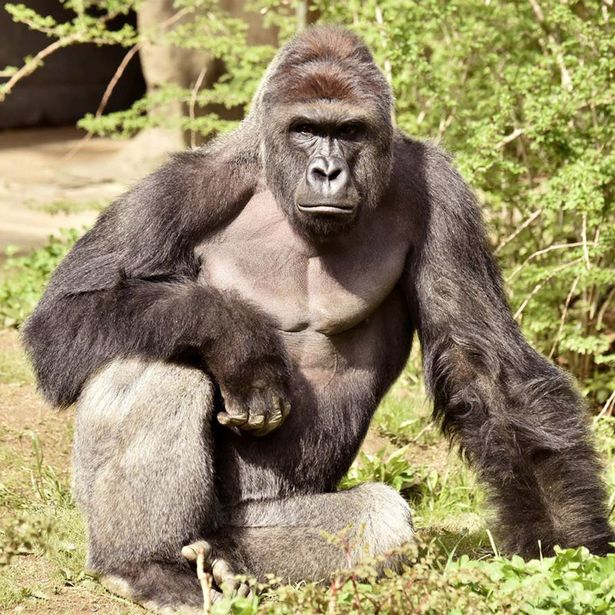 A beautiful gorilla: Harambe